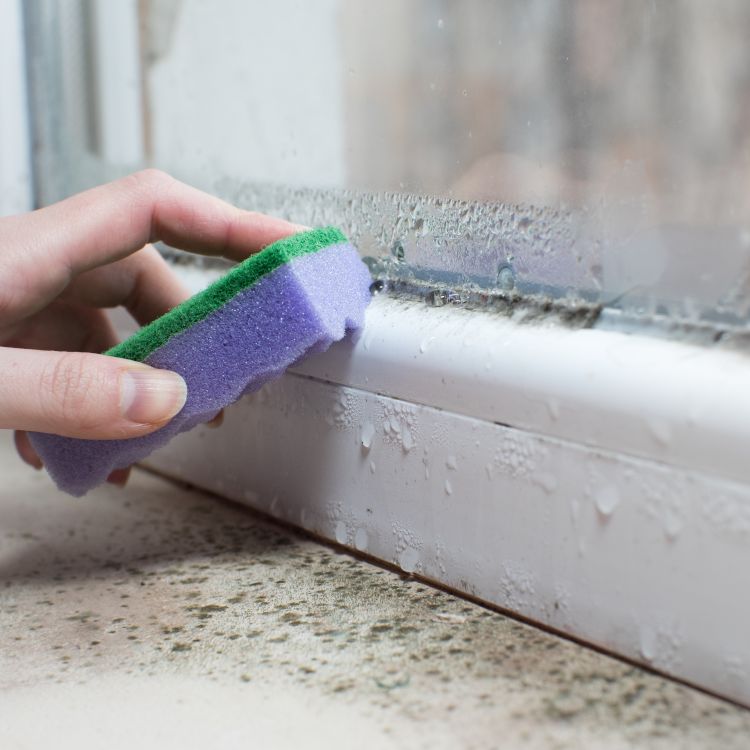 Damp And Condensation Mould Platform Housing damp-and-condensation-mould-platform-housing